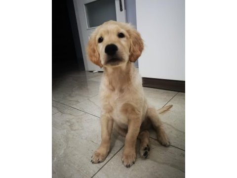 1. kalite safkan golden retriever yavru