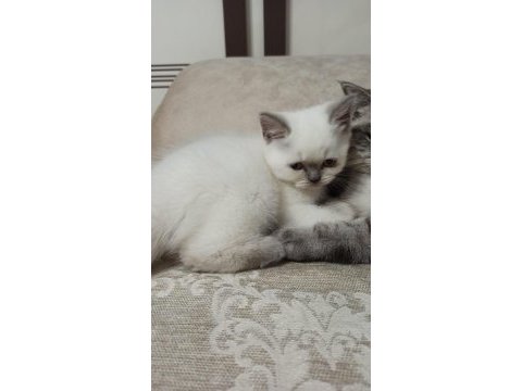 Prensesimiz dişi blue point british shorthair