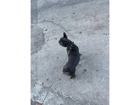 Bulldog kızım moi 6 aylık sahiplendiriyoruz sevgi delisi