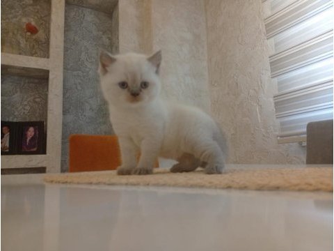 Beyaz british shorthair prens