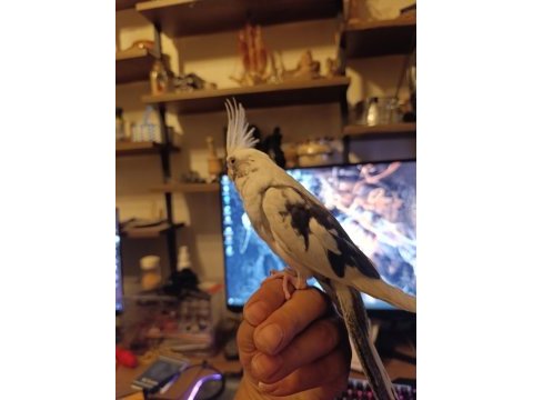 Ele alışkın sultan papağanı