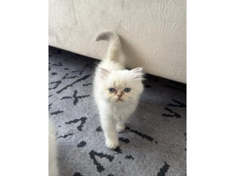 British longhair mavi göz bebekler