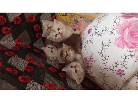 British shorthair yavrularımız yeni yuvalarını arıyorlar
