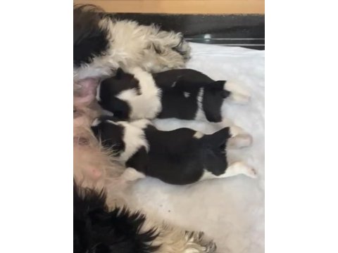 Shih tzu şecereli