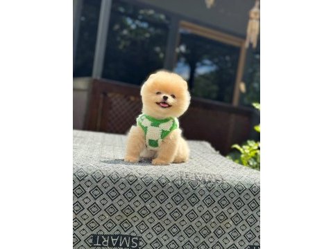 Sağlık ve ırk garantili pomeranian boo yavru
