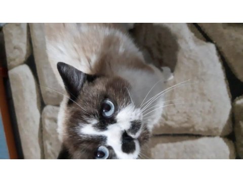 Sevimli kedimiz