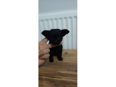 1 lokma bebek chihuahua