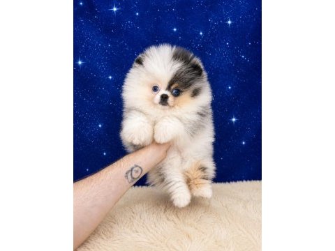 Pomeranian mavi gözlü merle