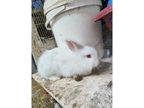Cüce yerli yavru tavşan