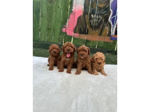 Denizli merkez teslime hazır poodle yavrular 