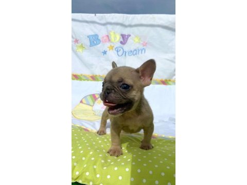 French bulldog