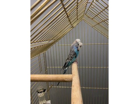 Show jumbo muhabbet kuşu
