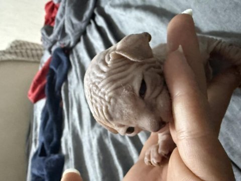 Yavru sphynx