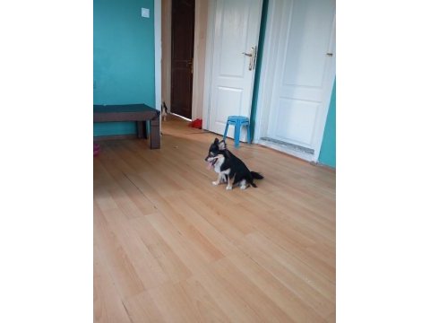 Pomeranian süper mariolar
