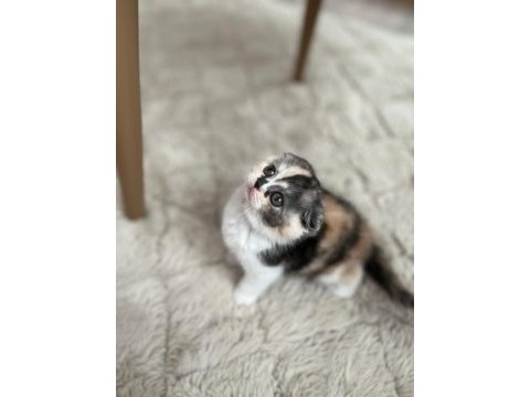 Biblo tricolor dişi scottish fold yavrumuz