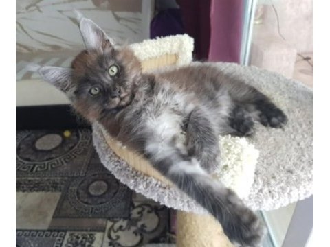 Maine coon erkek black smoke wcf