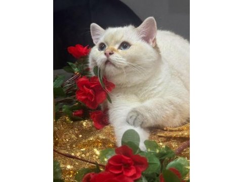 Safkan british shorthair golden point