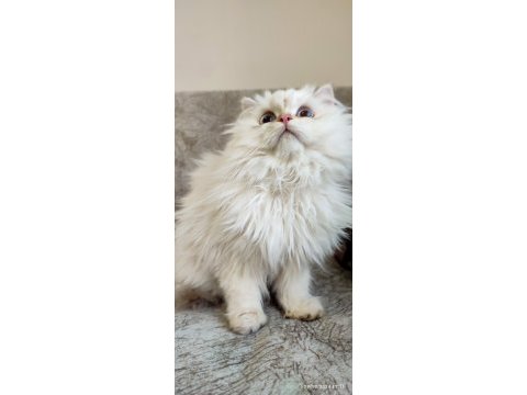 Şecereli cy1133 erkek british longhair yavrum