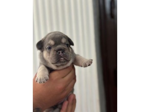 Egzotik french bulldog yavrularımız rezerve açılmıştır