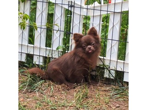 Safkan bir erkek chihuahua