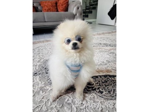 Erkek pomeranian boo