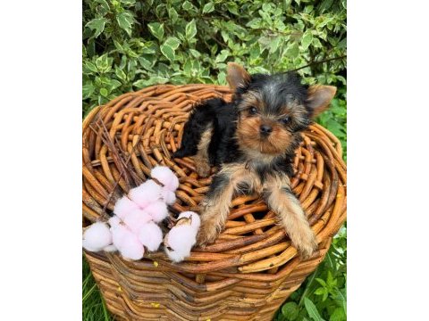 Teacup yorkshire terrier
