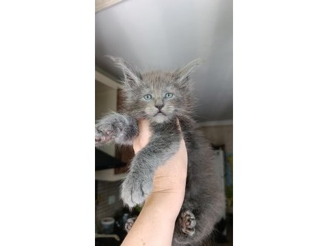 Dev boyda erkek maine coon