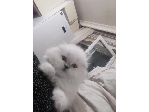 5 aylık yeni yuvasına hazır kedim