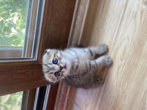 Scottish fold ve scottish straight yavrularim