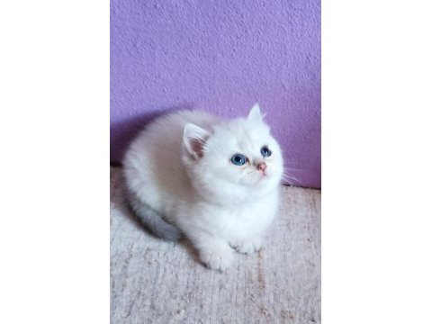 Maviş british prensimm