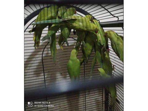 Pakistan papağanlar