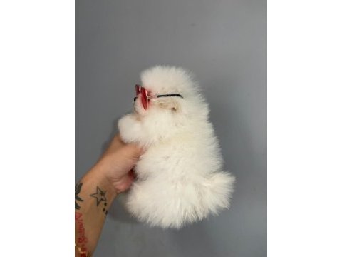 Teacup pomeranian boo erkek