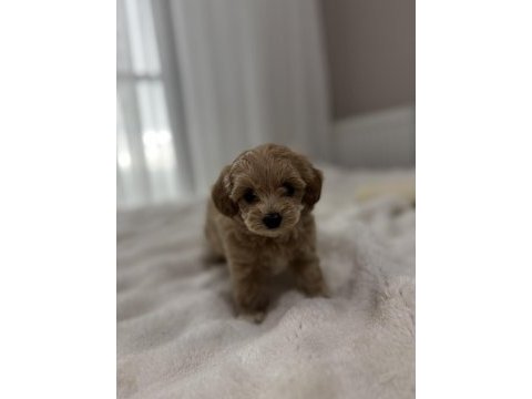 Tuvalet eğitimli sıfır boy maltipoo