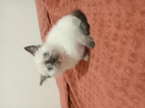 British shorthair dişi