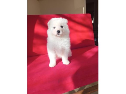 Samoyed bebekler