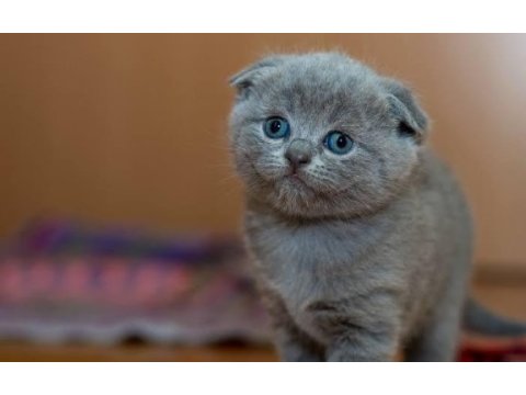 Eğitimli safkan scottish fold kediler evraklı teslim