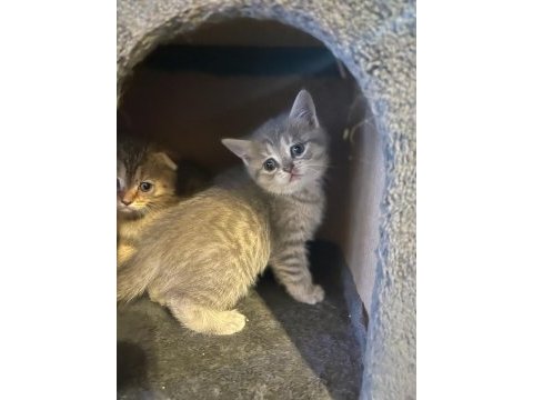 4 tane scottish kedi yavrusu 2 dişi ve 1 erkek