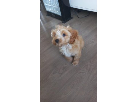 Tarçın 6 aylık maltipoo