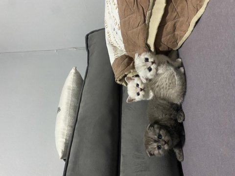 Scottish fold yavru kedilerimiz