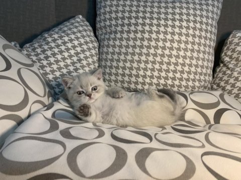 British shorthair güzellikler yeni yuvalarına gitmeye hazır