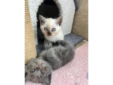Mavi gözlü british shorthair yavrularımız