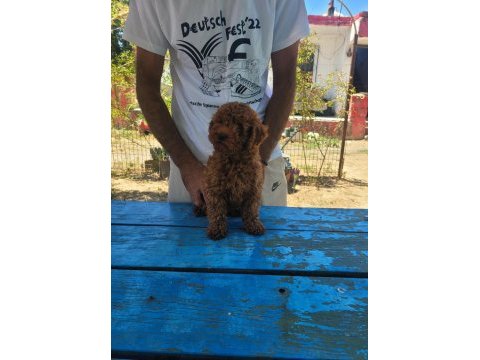 Red brown kore toy poodle erkek