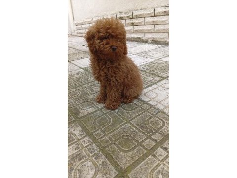 Toy poodle 4 aylık dişi wc eğitimli