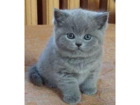Top kafa a kalite british shorthair bebekler