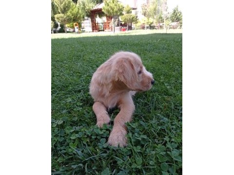 4 aylık aşıları tam eğitimli golden retriever