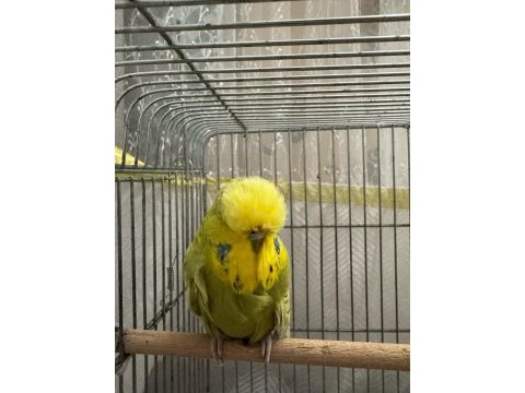 Show jumbo muhabbet kuşları