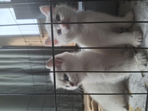 Safkan ve sevecen british shorthair bebişler