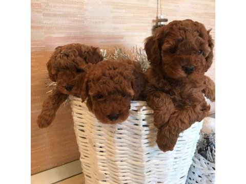 Efsane toy poodle yavruları