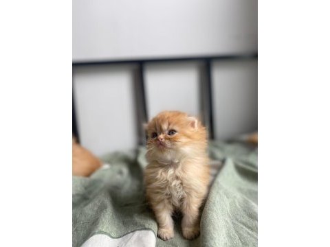 Golden scottish fold yavrular