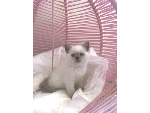 British shorthair blue poınt